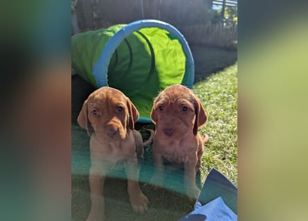 Ungarisch-Drahthaar-Welpen (UD) - Magyar Vizsla
