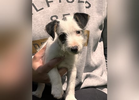 Wunderschöne Parson Jack-Russell Terrier Welpen, aus liebevoll. Hausaufzucht