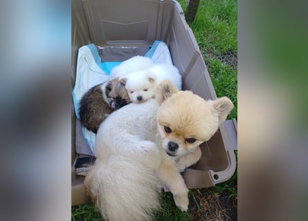 Zauberhafte Pomchi Rüden