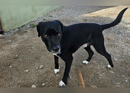 Rocchino: Anfängerhund in schöner Größe