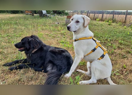 Wayne: Familienhund und treuer Begleiter