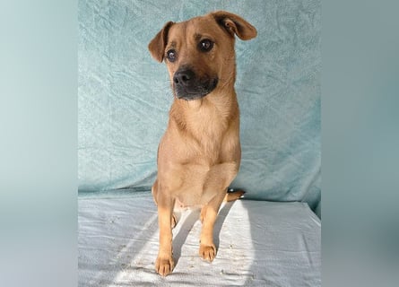 (R) ❤️ liebenswerte MONA - 2 Jahre, 40cm/12kg - Mischling Typ Pinscher