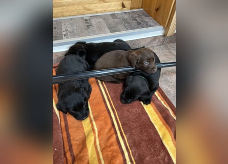Labrador Mix Welpen