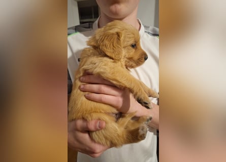Golden Retriever Welpen