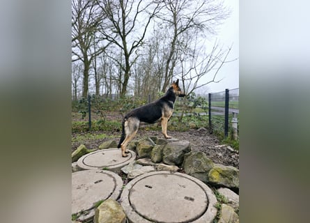 Osteuropäische Schäferhund Welpen