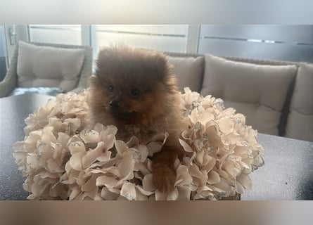 Pomeranian Boo Zwergspitz