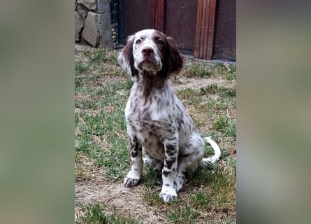 English setter Rüde