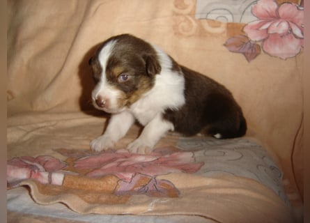 Traumhafte Mini Aussie Welpen,alle Farben, aus seriös. Zucht!
