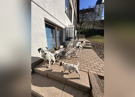 Dalmatiner Welpen, LUA, B-Wurf Palimpalis VDH