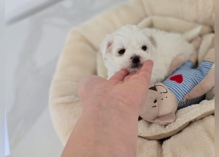 Zauberhafte koreanische Malteserwelpen