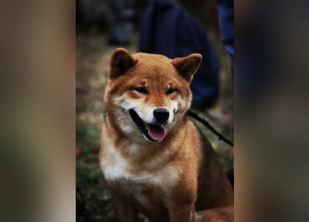 Shiba inu Welpen mit Papieren, an Erbkrankheiten getestet, Transport möglich!