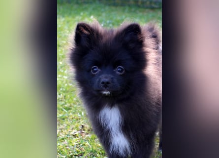 Zwergspitz Pomeranian Welpen Bärchengesichter mit Ahnentafel