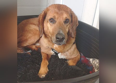 ❤️ wundervoller Familienhund ZUCO - 7 Jahre, 50cm - Mischling
