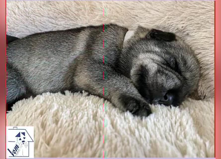 Mittelschnauzer Welpen (nicht haarend) Rüde