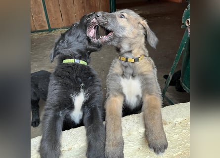 Irische Wolfshunde/ Irish Wolfhound Welpen