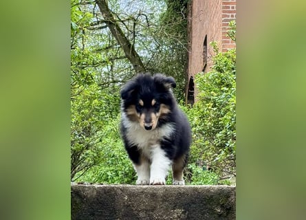 Colliewelpe im amerikanischen Typ