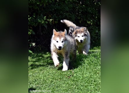 Zuchtstätte Silberglanz- C-Wurf / Alaskan Malamute Welpen - 3 Weibchen/2 Rüden