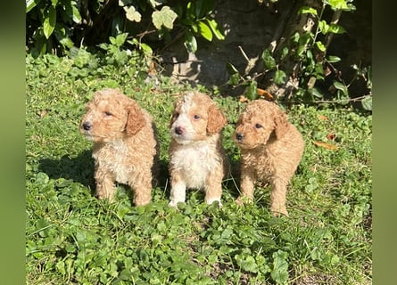 Mini Goldendoodel Welpen F3 - abzugeben ab Ende Oktober