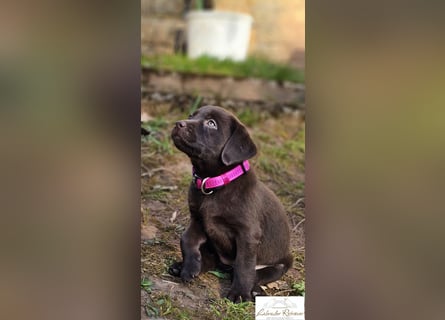 Labrador Welpen aus Körzucht