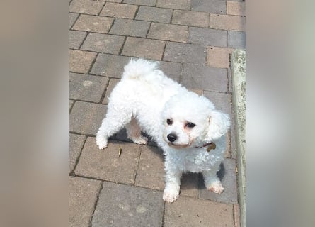 Bichon Frise Weibchen knapp 2 Jahre alt mit Stammbaum