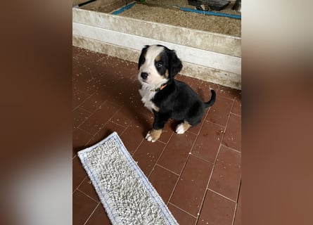 Sehr Liebe Hunde Appenzeller Sennen