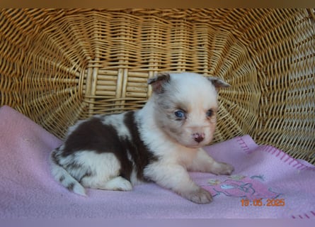 Traumhafte Mini Aussie Welpen,alle Farben, aus seriös. Zucht!