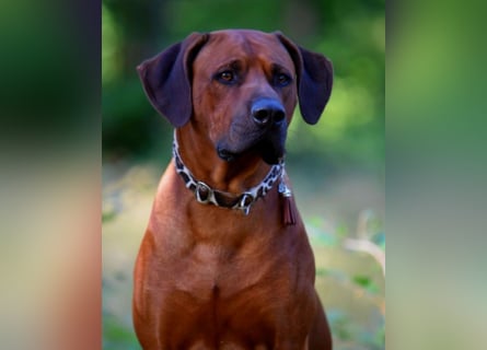 Rhodesian Ridgeback Welpen