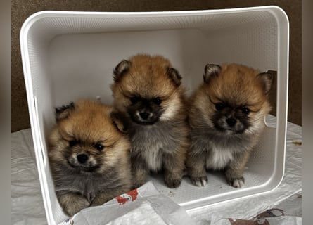 Zwergspitz  Pomeranian