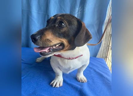 (R) ❤️ zauberhafter kleiner KARLI - 2,5 Jahre, 28cm/9kg - Jack Russell-Dackel-Mischling
