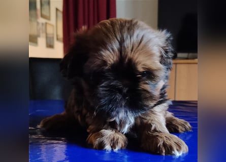 Shih tzu  Welpen