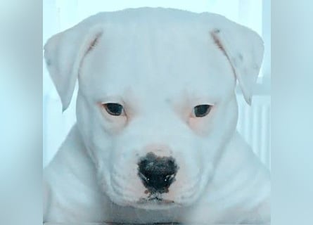 American Bulldog Welpen aus Hybrid/Standard Verpaarung ab Mitte Juni abzugeben, www.cocodin-bulls.de