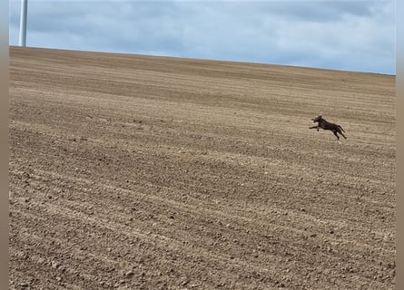 Weimaranermischling