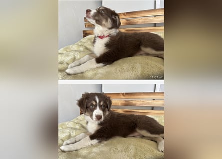 1 kleine Australian Shepherd Hündin( Welpe) braun/redtri (Minimix/Reinrassig)+ Gesundheitszeugnis