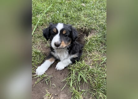 Mini Australien Shepherd Welpen suchen Traumzuhause