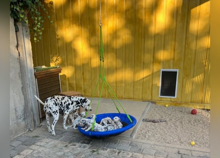 Magic Little Spots - tolle Dalmatinerwelpen aus verantwortungsvoller VDH Zucht