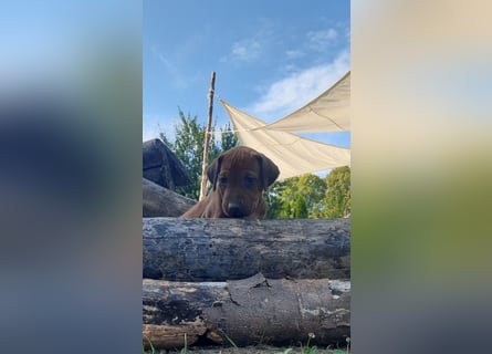 Szczeniaki  Rhodesian Ridgeback/ Pies/Suka Rhodesian Ridgeback/ welpen rhodesian