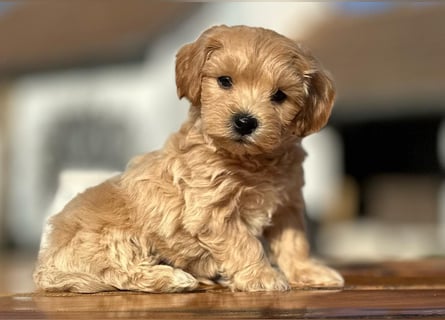 Rarität. Echte Teddybär Maltipoo Welpen in tollem Apricot abzugeben. Malteser/Pudel