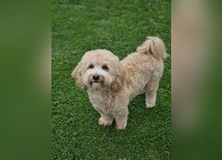 Cockapoo ! Bezaubernde Welpen aus langjähriger, bewährter u. überprüfter Haus/Familienaufzucht.