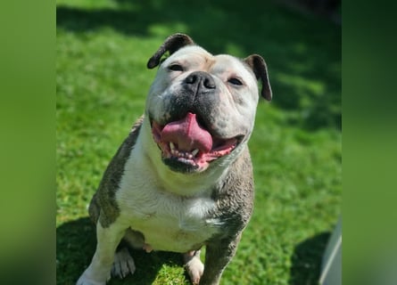 2 liebevolle Hunde abzugeben