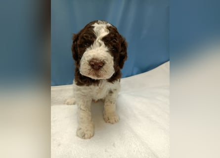 Welpen Lagotto Romagnolo
