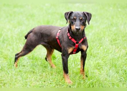 Chapi - quirliger, verschmuster Familienhund - Tierhilfe Franken e.V.