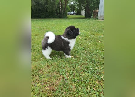 Amerikanische Akita