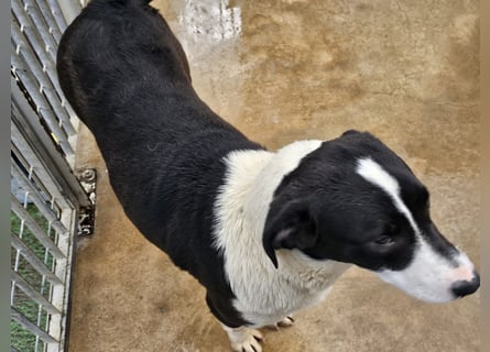 Mella - Gute-Laune-Hund