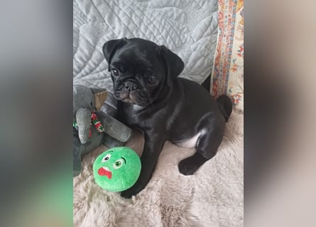 Mops welpen ab sofort Abgabe bereit.
