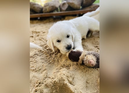 Golden Retriever Welpen vom Züchter – liebevoll & familiär aufgezogen