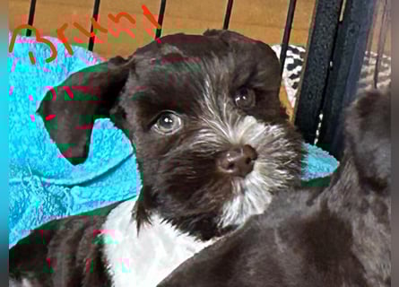 American Zwergschnauzer Braun weiß geb 05.04.2025