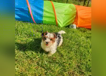 Biewer Yorkshire Terrier, Welpe,Rüde, reinrassig sehr selten