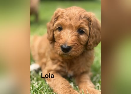 Aussiedoodle / Aussiepoo  F1b