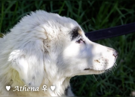 Apollo und Athena suchen ein Zuhause