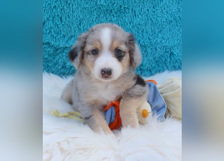 Super schöne Miniature Australian Shepherd Schmusebärchen aus liebevoller Hausaufzucht .